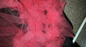 11079351_10206711217085555_8956875384251646486_n