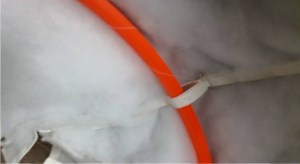 19205_10206911864981627_5736623936592057161_n